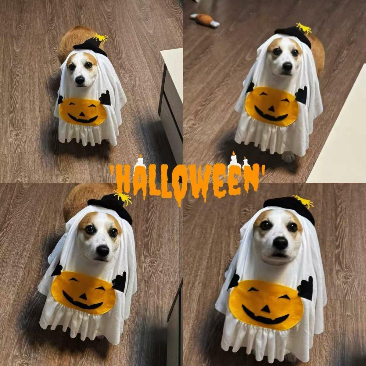 Pumpkin Ghost Halloween Costume for Dogs & Cats, Size Medium